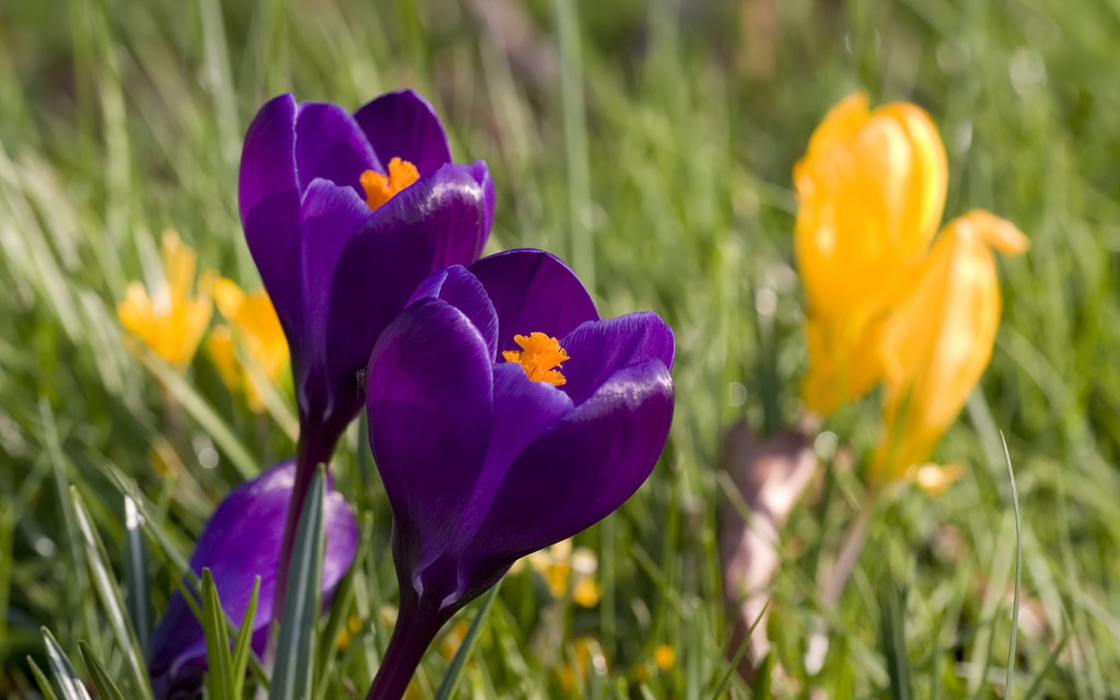 spring-crocus-purple