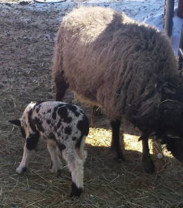 Big Texas, new mother of a lamb