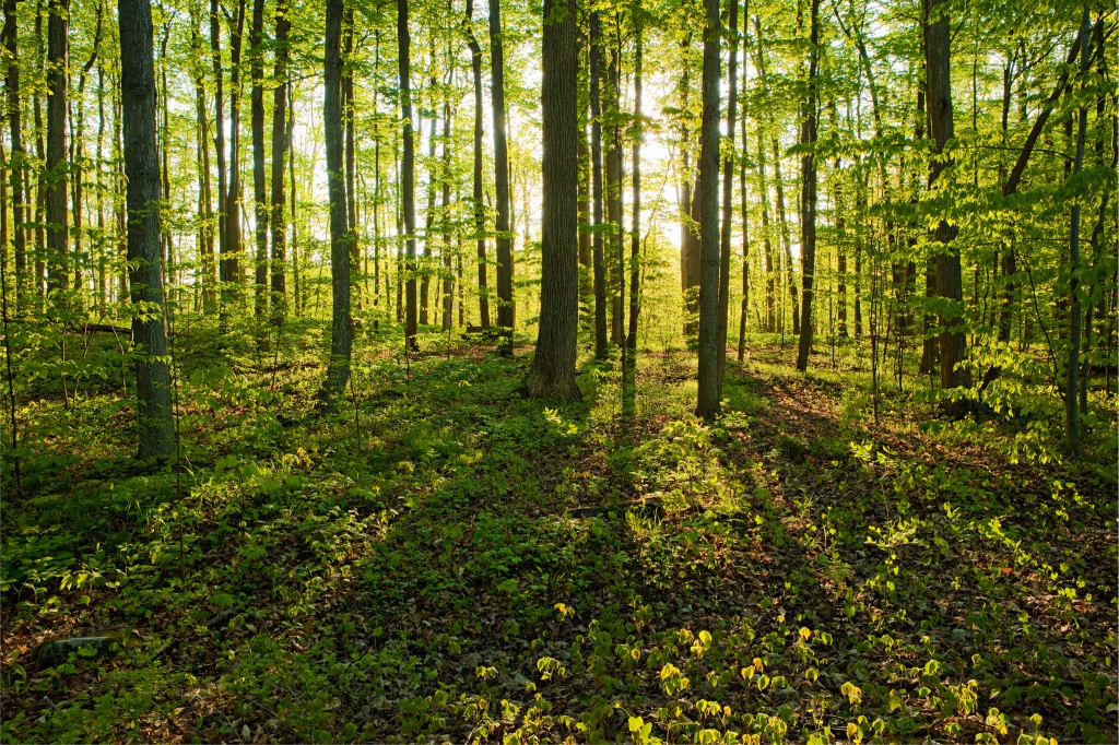 Grove of Trees